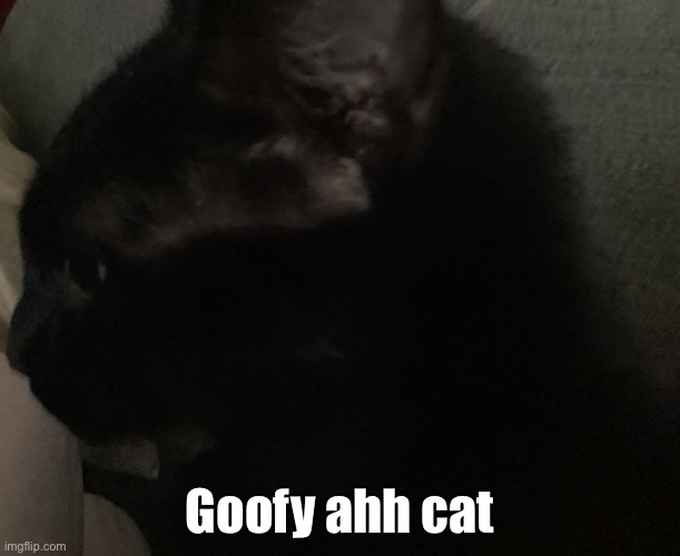 Goofy ahh cat | made w/ Imgflip meme maker