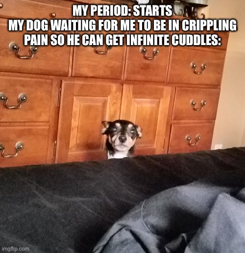 Dog peeking | MY PERIOD: STARTS
MY DOG WAITING FOR ME TO BE IN CRIPPLING PAIN SO HE CAN GET INFINITE CUDDLES: | image tagged in dog peeking | made w/ Imgflip meme maker