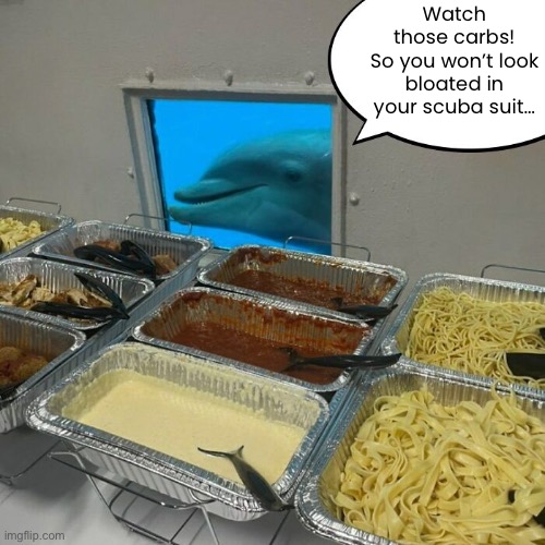Over-critical Dolphin | Watch those carbs!
So you won’t look bloated in your scuba suit… | image tagged in funny memes,carbs,bloated,gluten,overly critical dolphin | made w/ Imgflip meme maker