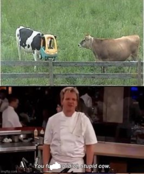 stupid cow! | image tagged in chef gordon ramsay,cow,funny,fun,memes | made w/ Imgflip meme maker