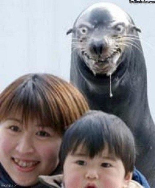 Rape Seal | image tagged in rape seal | made w/ Imgflip meme maker