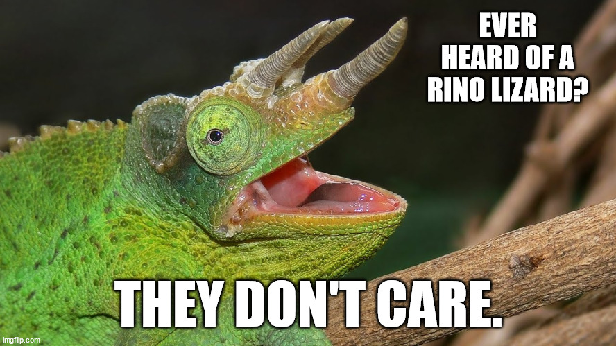 RINO Lizards Don't Care | EVER HEARD OF A RINO LIZARD? THEY DON'T CARE. | image tagged in lizard | made w/ Imgflip meme maker