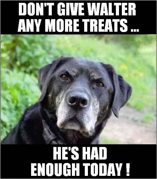 Unimpressed Walter ! | DON'T GIVE WALTER 
ANY MORE TREATS ... HE'S HAD ENOUGH TODAY ! | image tagged in dogs,no more,treats,unimpressed | made w/ Imgflip meme maker