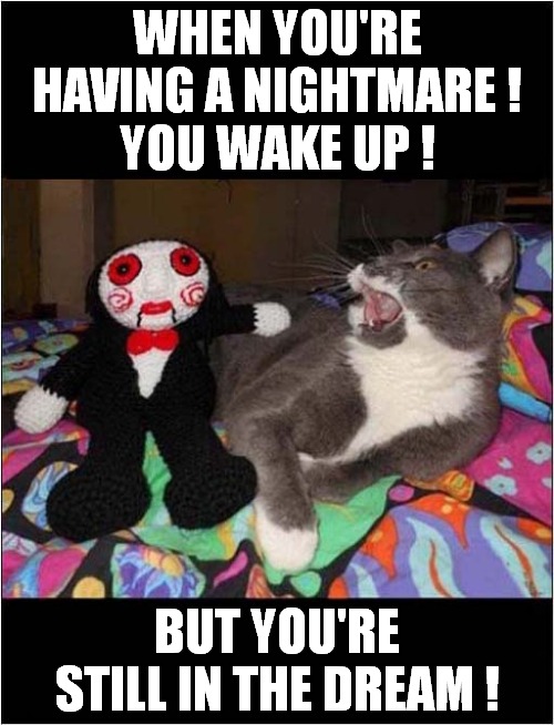 This Cat Saw Something Horrible In A Dream ! | WHEN YOU'RE HAVING A NIGHTMARE !
 YOU WAKE UP ! BUT YOU'RE STILL IN THE DREAM ! | image tagged in cats,saw,nightmare | made w/ Imgflip meme maker