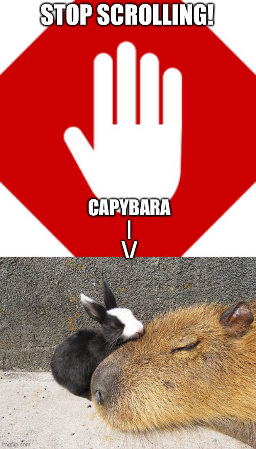 CABYPARA! | STOP SCROLLING! CAPYBARA
|
\/ | image tagged in capybara,cabybara,clapy blappy | made w/ Imgflip meme maker