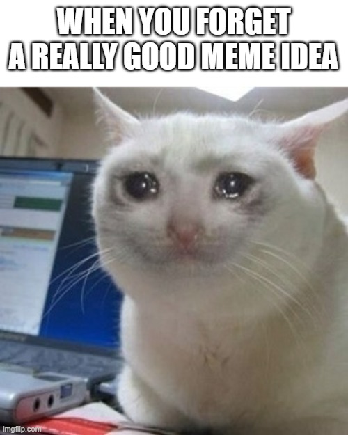 Crying cat | WHEN YOU FORGET A REALLY GOOD MEME IDEA | image tagged in crying cat | made w/ Imgflip meme maker