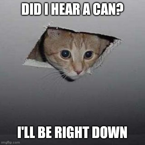 Ceiling Cat Meme | DID I HEAR A CAN? I'LL BE RIGHT DOWN | image tagged in memes,ceiling cat | made w/ Imgflip meme maker