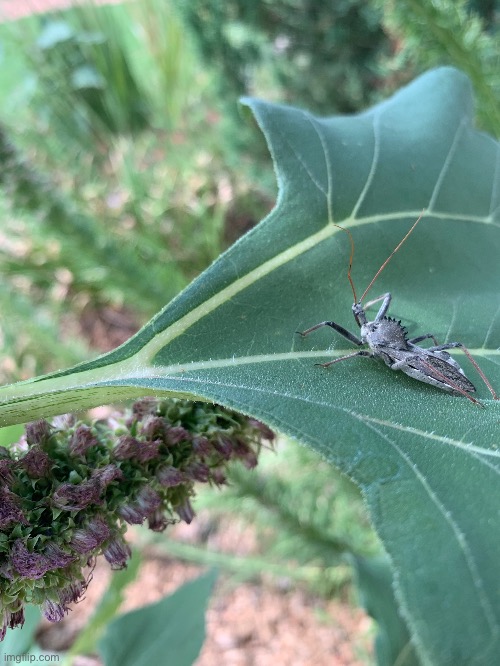 Wheel bug | made w/ Imgflip meme maker