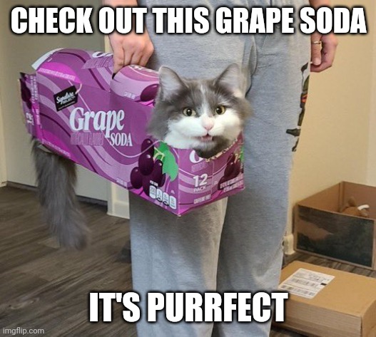 SODA CAT | CHECK OUT THIS GRAPE SODA; IT'S PURRFECT | image tagged in cats,funny cats | made w/ Imgflip meme maker