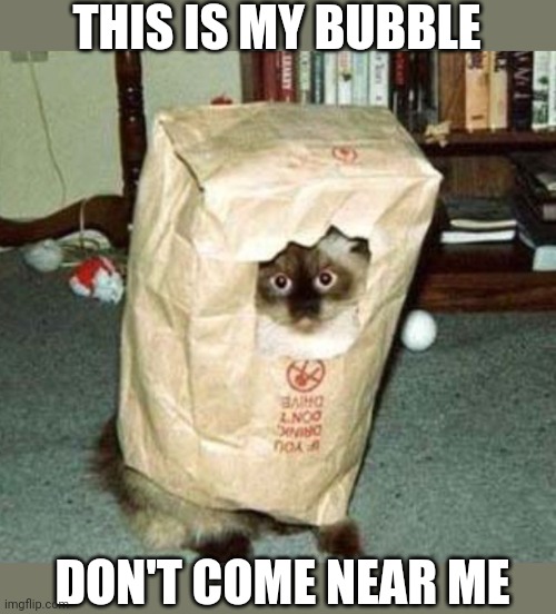 BAG HEAD CAT | THIS IS MY BUBBLE; DON'T COME NEAR ME | image tagged in cats,funny cats | made w/ Imgflip meme maker