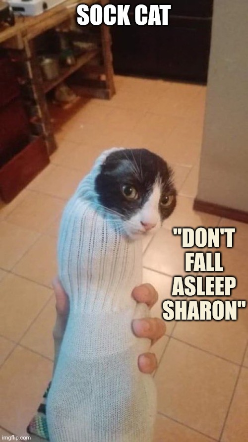 KITTY IS GONNA KILL YOU IN YOUR SLEEP | SOCK CAT; "DON'T FALL ASLEEP SHARON" | image tagged in cats,funny cats | made w/ Imgflip meme maker