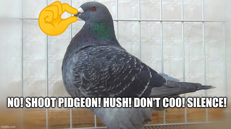 Shut up Pigeon (My pigeon version of shut up seagull) | NO! SHOOT PIDGEON! HUSH! DON'T COO! SILENCE! | image tagged in pigeon,shut | made w/ Imgflip meme maker