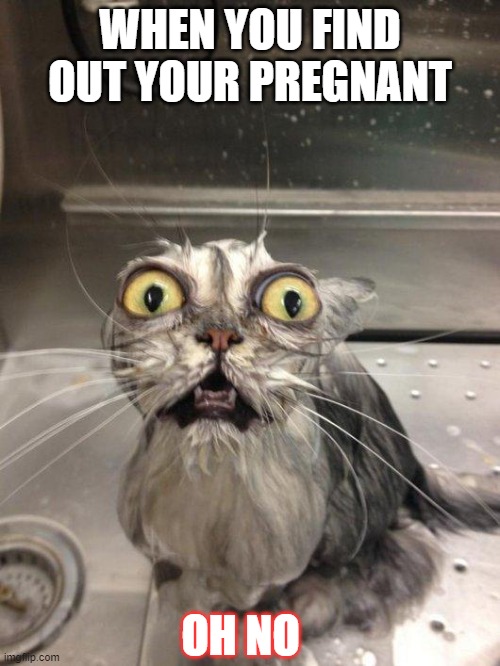 Traumatized Wet Cat | WHEN YOU FIND OUT YOUR PREGNANT; OH NO | image tagged in traumatized wet cat | made w/ Imgflip meme maker