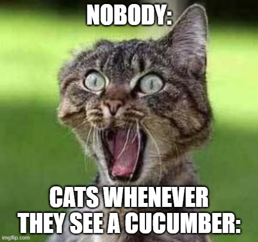 scared cat |  NOBODY:; CATS WHENEVER THEY SEE A CUCUMBER: | image tagged in scared cat,cats | made w/ Imgflip meme maker