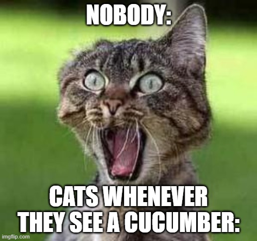 scared cat | NOBODY:; CATS WHENEVER THEY SEE A CUCUMBER: | image tagged in scared cat,cats | made w/ Imgflip meme maker