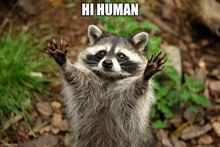 Hi | HI HUMAN | image tagged in hi human,hi,raccoon | made w/ Imgflip meme maker