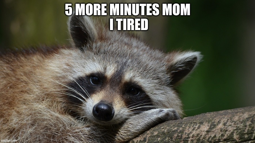 Tired raccoon | 5 MORE MINUTES MOM
 I TIRED | image tagged in raccoon,cute | made w/ Imgflip meme maker