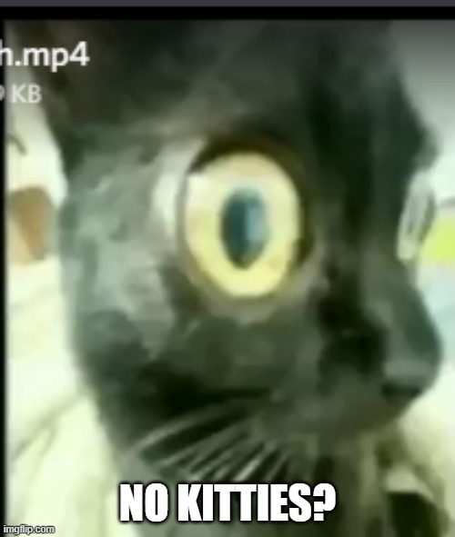 black cat | NO KITTIES? | image tagged in cats | made w/ Imgflip meme maker