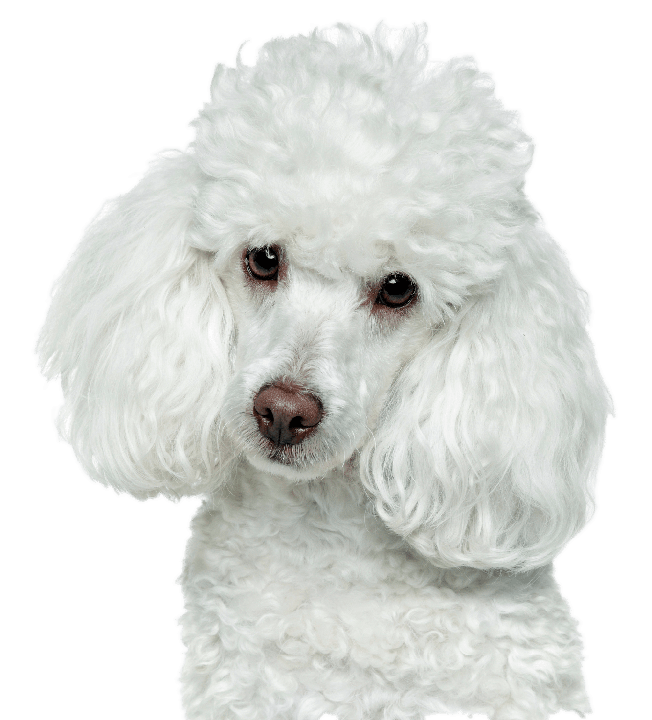 White poodle bust Blank Meme Template