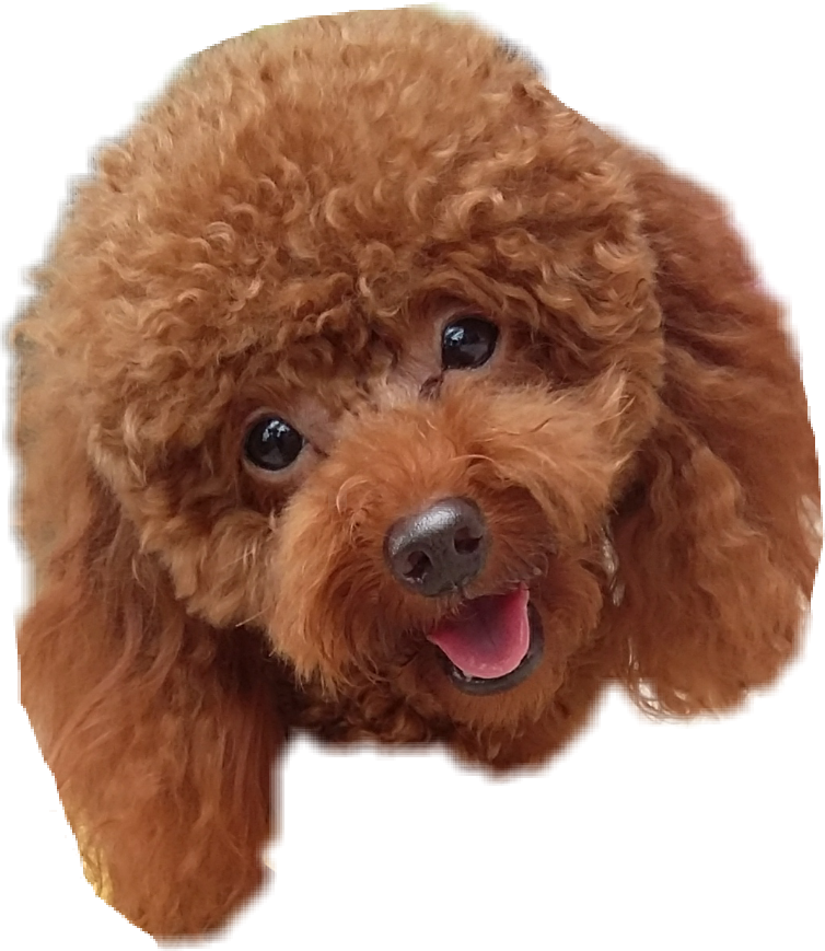 Poodle portrait Blank Meme Template