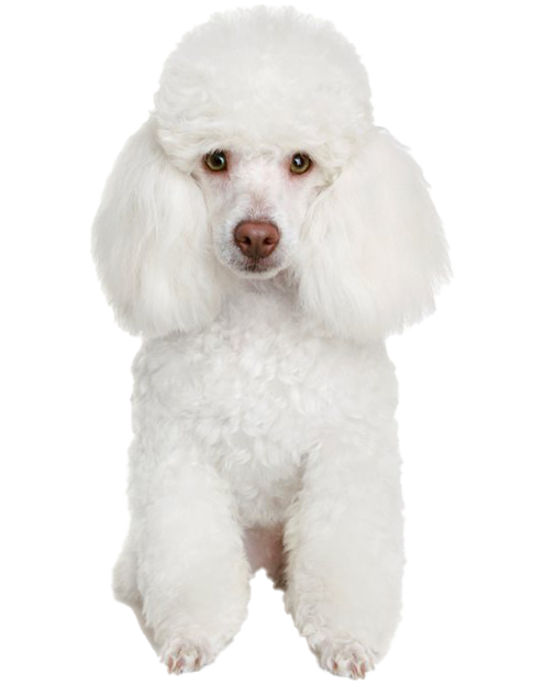 High Quality Poodle white standing Blank Meme Template