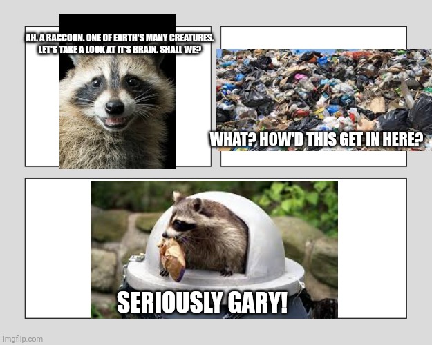 Hehe. | AH. A RACCOON. ONE OF EARTH'S MANY CREATURES. LET'S TAKE A LOOK AT IT'S BRAIN. SHALL WE? WHAT? HOW'D THIS GET IN HERE? SERIOUSLY GARY! | image tagged in blank three panel,raccoon | made w/ Imgflip meme maker