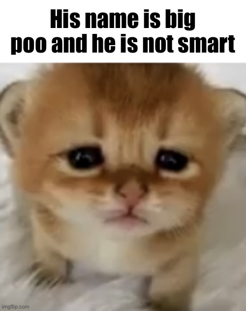 Big Poo | His name is big poo and he is not smart | image tagged in big poo | made w/ Imgflip meme maker