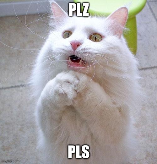 Begging Cat | PLZ PLS | image tagged in begging cat | made w/ Imgflip meme maker