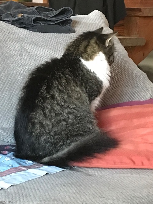 cat staring at nothing | made w/ Imgflip meme maker