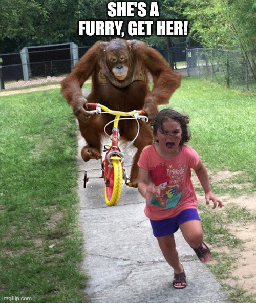 Orangutan chasing girl on a tricycle | SHE'S A FURRY, GET HER! | image tagged in orangutan chasing girl on a tricycle | made w/ Imgflip meme maker