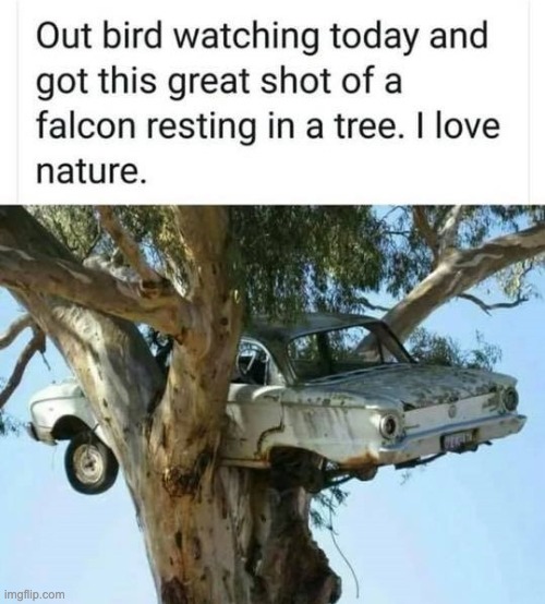 Falcon | image tagged in bad pun | made w/ Imgflip meme maker