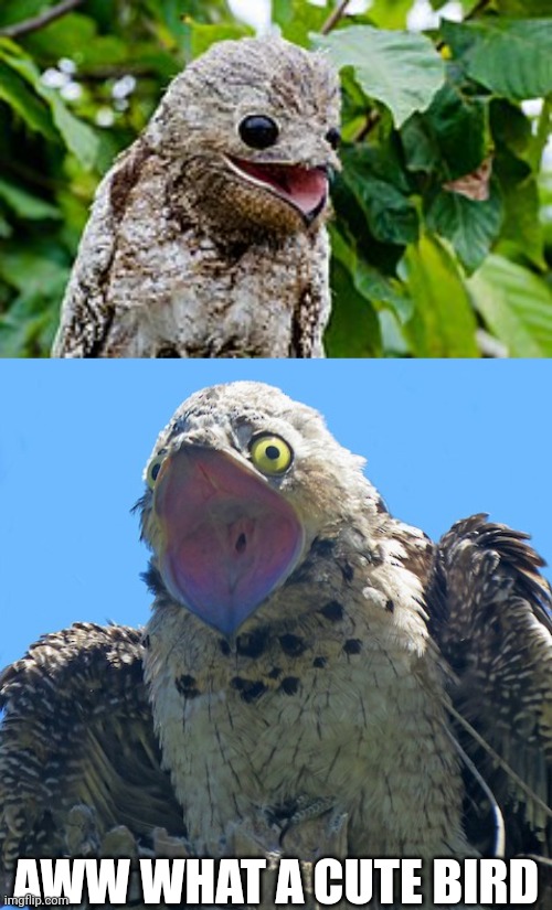 AWW WHAT A CUTE BIRD | made w/ Imgflip meme maker