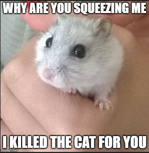 WHY ARE YOU SQUEEZING ME; I KILLED THE CAT FOR YOU | made w/ Imgflip meme maker