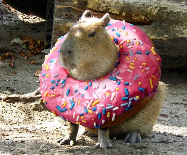 :>>> | image tagged in donut capybara | made w/ Imgflip meme maker