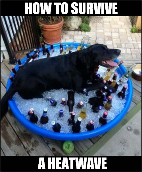 One Cool Hot Dog ! | HOW TO SURVIVE; A HEATWAVE | image tagged in dogs,heatwave,ice,cool | made w/ Imgflip meme maker