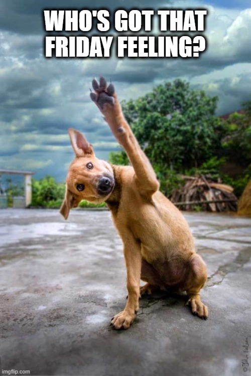 Friday Feeling |  WHO'S GOT THAT FRIDAY FEELING? | image tagged in dogs,meme,funny memes,friday,dog | made w/ Imgflip meme maker