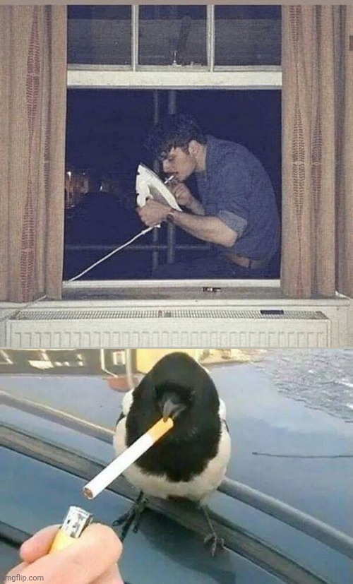 Smoking a cigarette with an iron | image tagged in bird smoking,cigarette,iron,cursed image,memes,meme | made w/ Imgflip meme maker