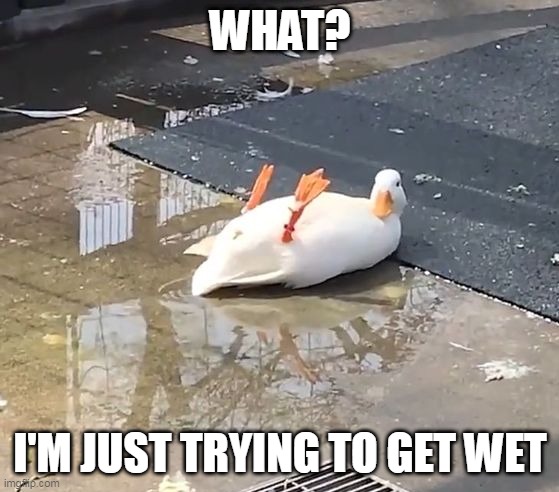 DUCK NEEDS A LAKE |  WHAT? I'M JUST TRYING TO GET WET | image tagged in ducks,duck | made w/ Imgflip meme maker