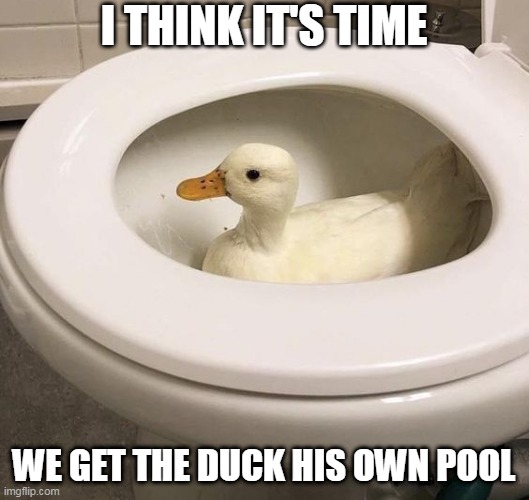 DUCK JUST WANTED SOME WATER |  I THINK IT'S TIME; WE GET THE DUCK HIS OWN POOL | image tagged in ducks,duck | made w/ Imgflip meme maker