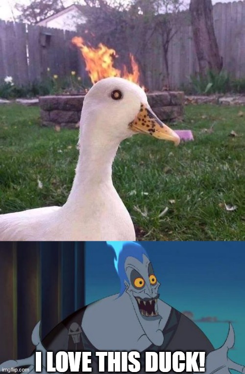 STRAIGHT OUTTA THE UNDERWORLD |  I LOVE THIS DUCK! | image tagged in hades disney this is why,ducks,duck | made w/ Imgflip meme maker