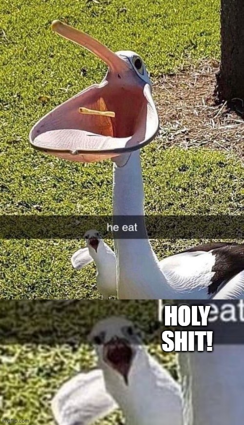 CURSED MOUTH |  HOLY
SHIT! | image tagged in birds,pelican,cursed image | made w/ Imgflip meme maker