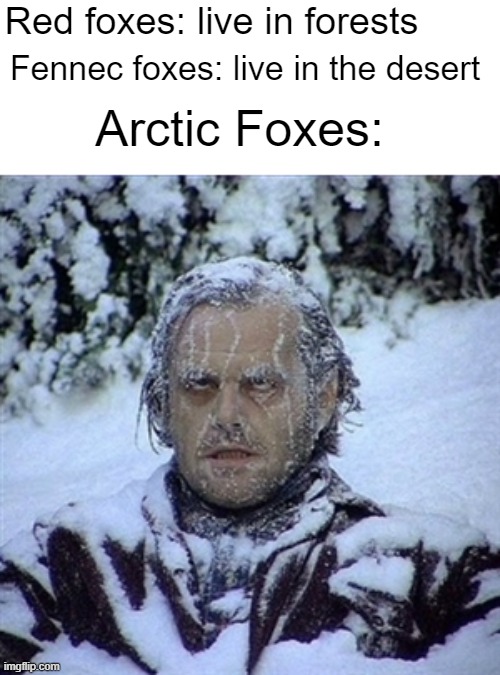 I figured the fun stream needed to be more.. foxy |  Red foxes: live in forests; Fennec foxes: live in the desert; Arctic Foxes: | image tagged in frozen guy | made w/ Imgflip meme maker