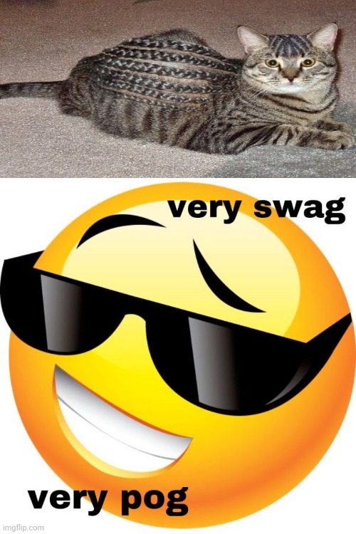 If cats have cornrows: | image tagged in very swag very pog,reposts,repost,cat,cornrows,memes | made w/ Imgflip meme maker