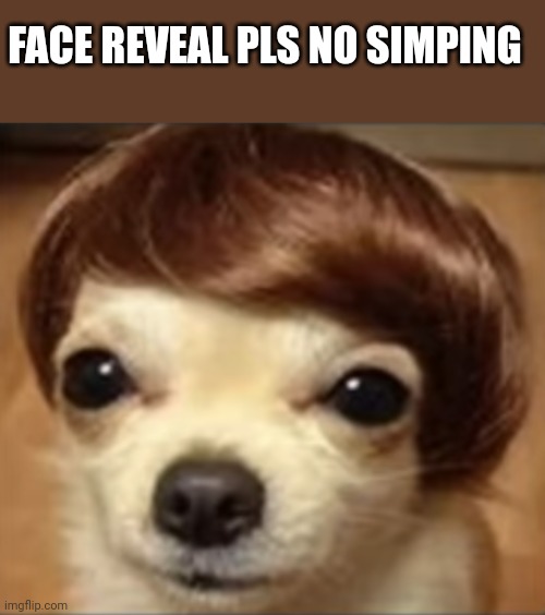 Pls no simping | FACE REVEAL PLS NO SIMPING | image tagged in face reveal,dog | made w/ Imgflip meme maker
