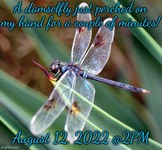 That made my day. | A damselfly just perched on my hand for a couple of minutes! August 12, 2022 @2PM | image tagged in pretty dragonfly,animal,miraculous,insect,blessed | made w/ Imgflip meme maker