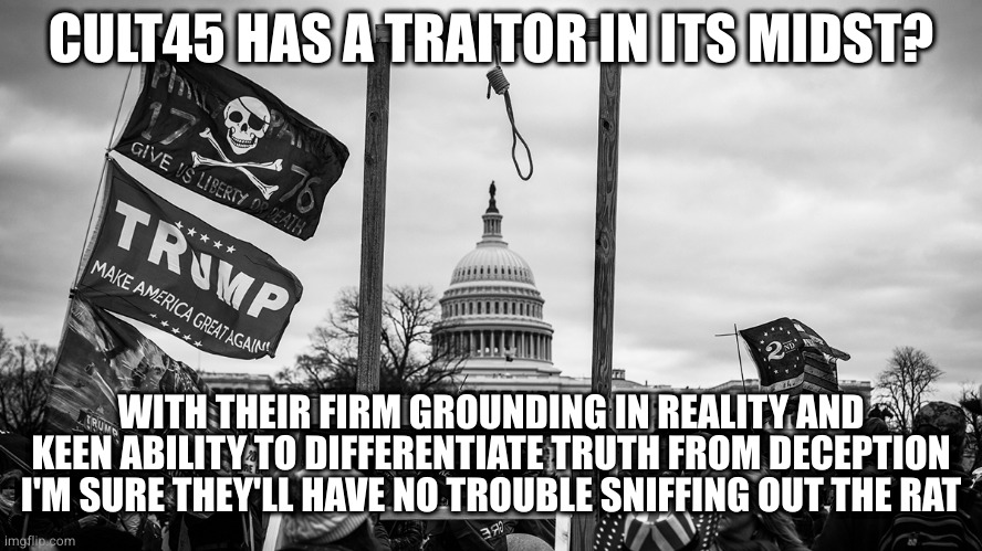 Noose at the Capitol | CULT45 HAS A TRAITOR IN ITS MIDST? WITH THEIR FIRM GROUNDING IN REALITY AND KEEN ABILITY TO DIFFERENTIATE TRUTH FROM DECEPTION I'M SURE THEY'LL HAVE NO TROUBLE SNIFFING OUT THE RAT | image tagged in noose at the capitol | made w/ Imgflip meme maker
