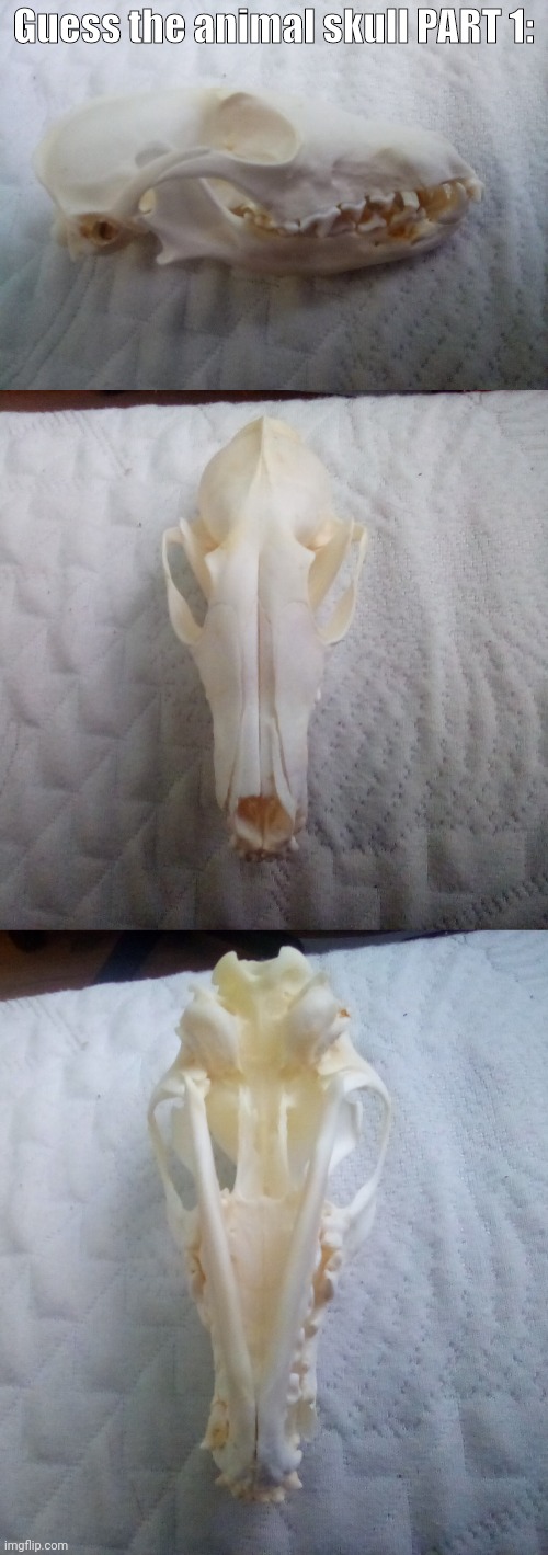 yes, this is a real skull, no, it was not killed for sport. | Guess the animal skull PART 1: | made w/ Imgflip meme maker