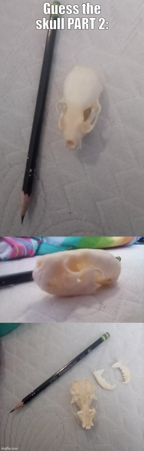 This ones gonna be trickier, compared to a typical size pencil to show how SMOL he is | Guess the skull PART 2: | made w/ Imgflip meme maker