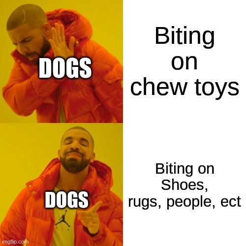 This is how dogs be sometimes | Biting on chew toys; DOGS; Biting on Shoes, rugs, people, ect; DOGS | image tagged in memes,drake hotline bling | made w/ Imgflip meme maker