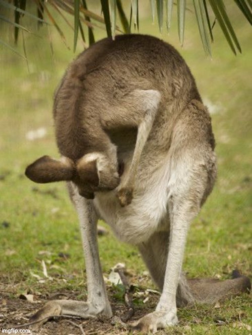 Kangaroo Looking in Pouch | image tagged in kangaroo looking in pouch | made w/ Imgflip meme maker